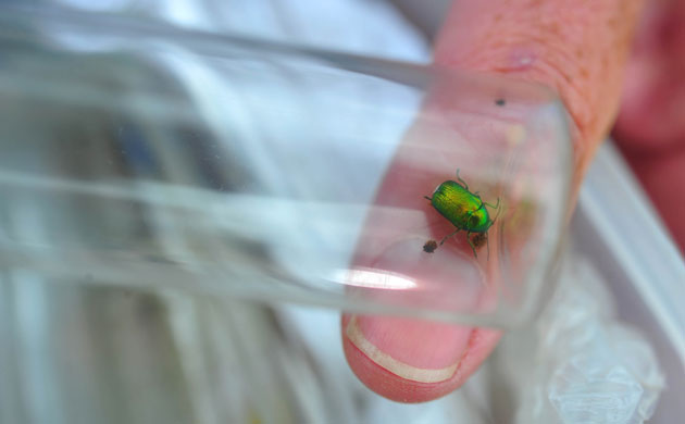National Trust Survey:  Lower Predannack Farm, The Lizard, Cornwall