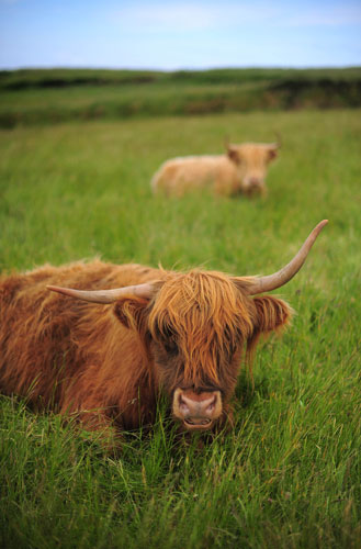 National Trust Survey:  Lower Predannack Farm, The Lizard, Cornwall