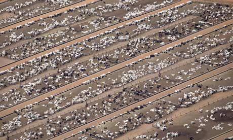 buy cow dating free milk when why. a cattle farm at Estancia Bahia, Mato Grosso in Brazil