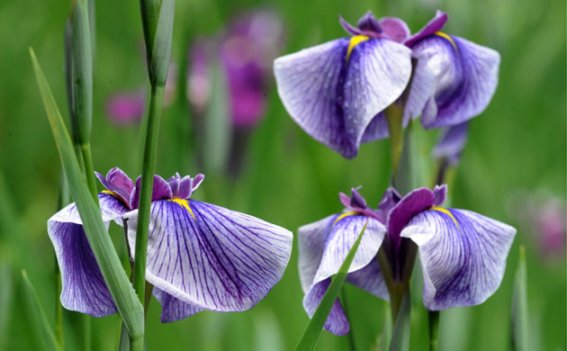 Week in wildlife: Iris Blossoms Bloom in the Imperial Gardens, Tokyo, Japan