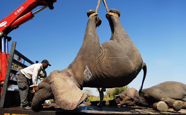 Week in wildlife: A tranquillised elephant is evacuated from human-elephant conflict, Malawi 