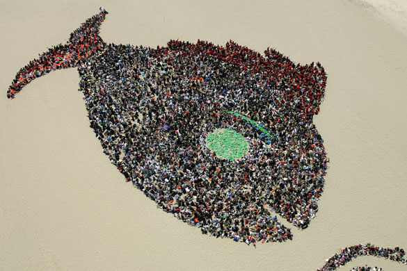Week in wildlife: a message of protecting the ocean at Dockweiler State Beach