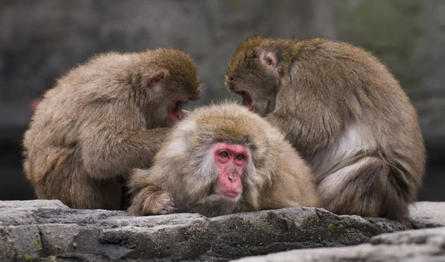 week in wildlife: Snow monkeys groom one another at the Central Park Zoo