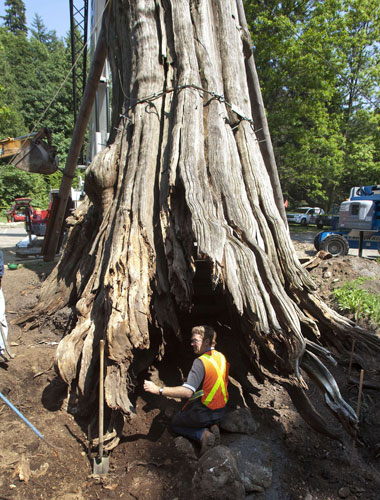 week in wildlife: The 1,000-year-old Hollow Tree is stabilized in Vancouver