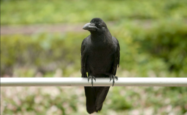 week in wildlife: A crow in Tokyo