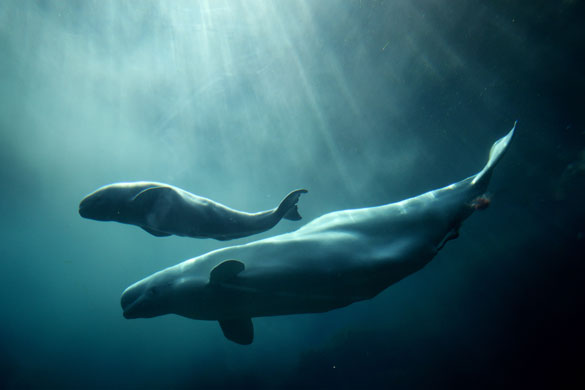 week in wildlife: Aurora, a 20-year-old Beluga whale, swims with her calf