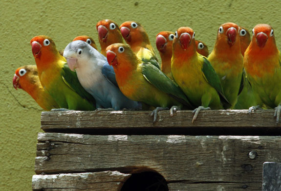 12 June 2009: Riyadh, Saudi Arabia: Love birds look at visitors at the zoo
