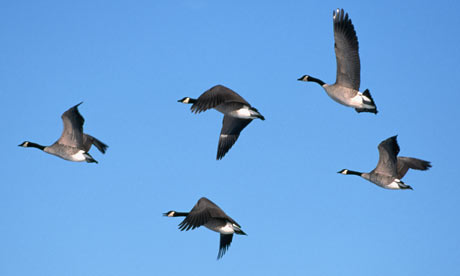 Canada Goose Nyc