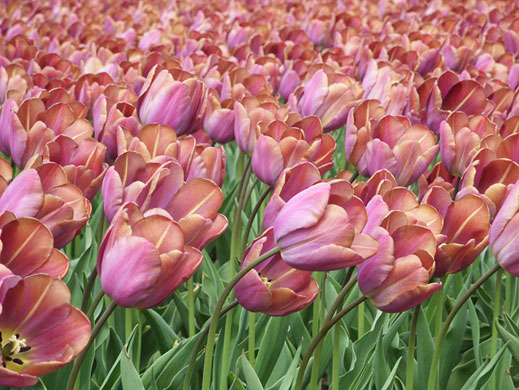 In Pictures: Unity: Graham Mather