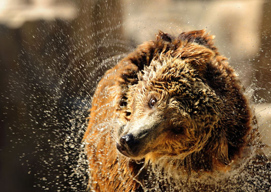 24 hours: Madrid, Spain: A grizzly bear comes out of the water at Madrid's zoo