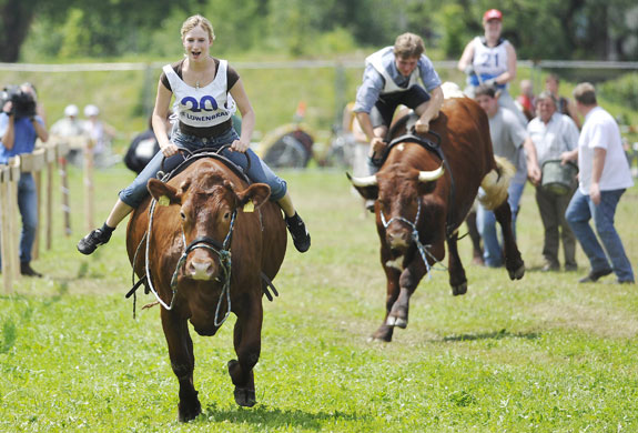 24sport: Participants in a cattle race  in the southern German town of Molberting 
