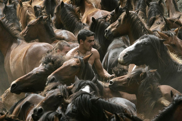 15 June 2009: Mougas, Spain: A man walks among horses during the 'Rapa Das Bestas' event