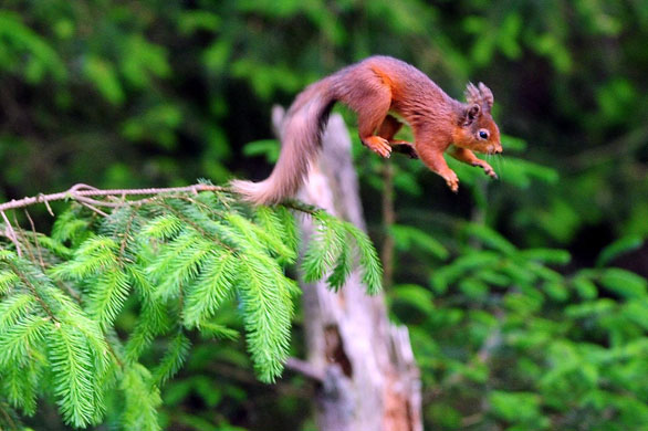 15 June 2009: Northumberland, UK: A red squirrel jumps from a branch in Kielder Forest