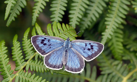 Patrick barkham on efforts to bring the large blue butterfly back to
