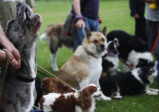 24 hours: London, UK: Dogs brake the Guinness World Record for the loudest bark