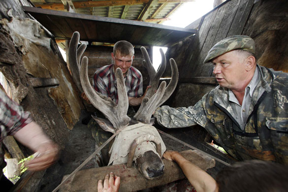 24 hours: Krasnoyarsk, Russia: A Siberian maral is held as it has its antlers cut