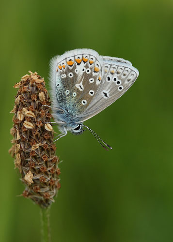 Butterflies: Common Blue butterfly roosting