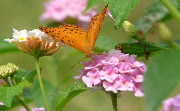 Butterflies: Common leopard