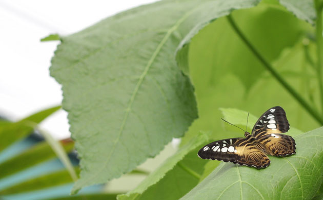 Butterflies: Butterfly