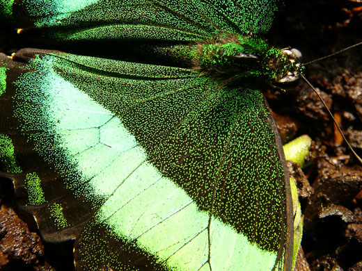 Butterflies: Butterfly