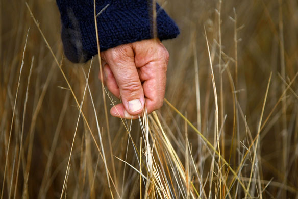24 hours: Uamby, Australia: Michael Kiely inspects grass in a sheep paddock