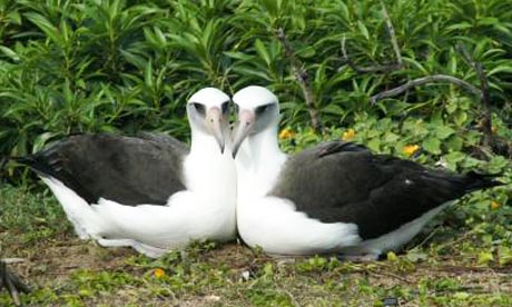 Same-sex pair of albatross