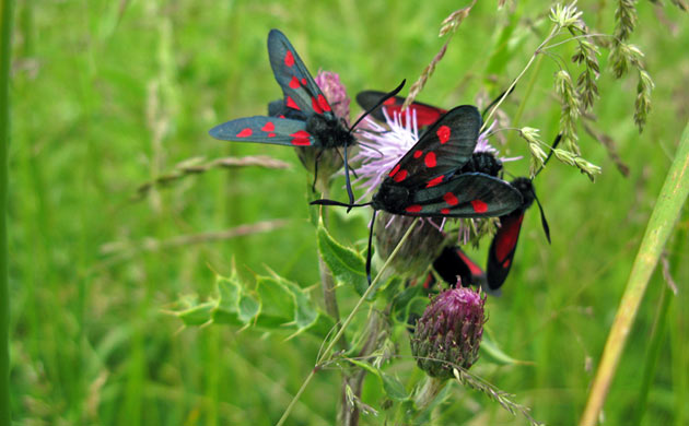 Butterflies Competition 2009 : Six-Spot Burnet by Andy Web