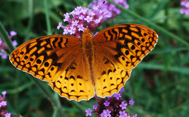 Butterflies Competition 2009