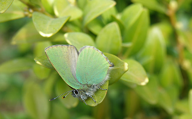 Butterflies Competition 2009