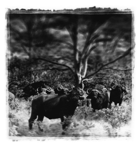 Antonio Gesmundo: Antonio Gesmundo at Rathbone Gallery