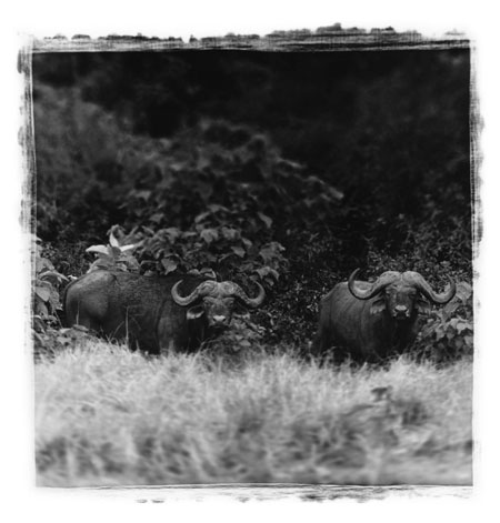 Antonio Gesmundo: Antonio Gesmundo at Rathbone Gallery