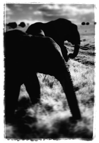 Antonio Gesmundo: Antonio Gesmundo at Rathbone Gallery