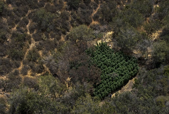 24 hours in pictures: A police officer takes photos at a marijuana plantation Mexico