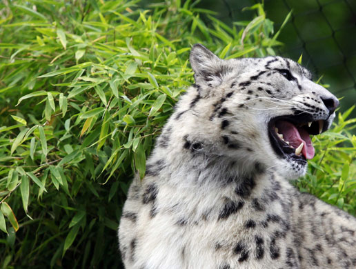 24 hours in pictures: A snow leopard is seen at the new exhibit in Central Park Zoo, New York