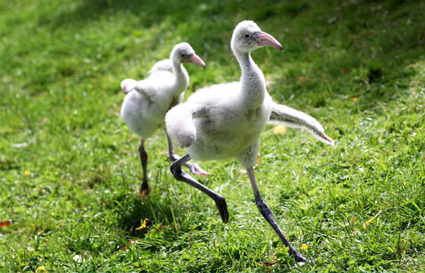 24 hours in pictures: Baby Flamingos Take Their First Steps