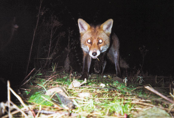 RADICAL NATURE: Tue Greenfort: Daimlerstrasse 38. Radical Nature at the Barbican