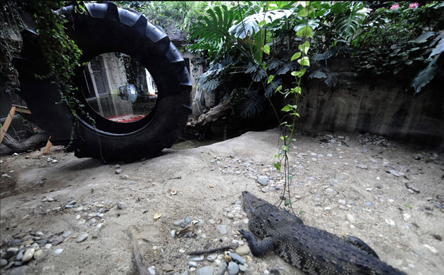Trouble in Paradise: Steinbrener/Dempf  Sculptures At The Animal Enclosures at Vienna Zoo