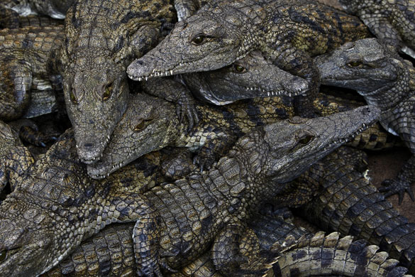 19 June 2009: Bloemfontein, South Africa: Juvenile nile crocodiles