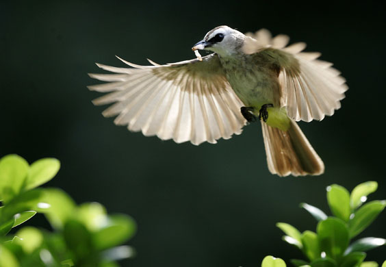 19 June 2009: Kuala Lumpur, Malaysia: A yellow-vented bulbul bird