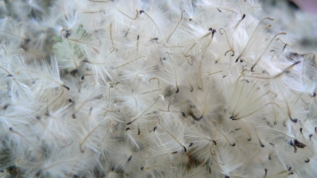 Readers pictures softness: Weekend readers' pictures: SOFTNESS by Penelope Thomas