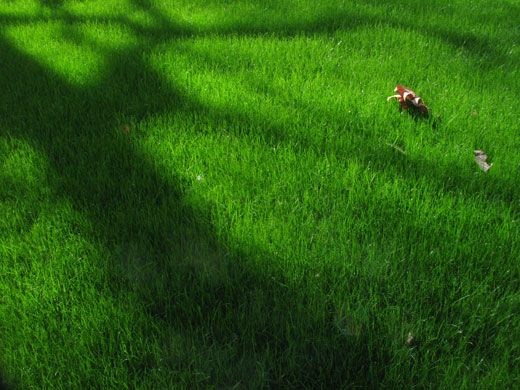 Readers pictures softness: Weekend readers' pictures: SOFTNESS by Hans Hoekveld