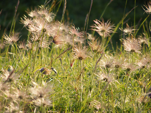 Readers pictures softness: Weekend readers' pictures: SOFTNESS by James Stevenson