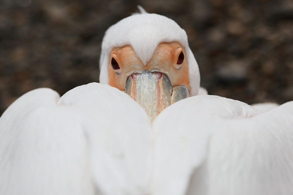 24 hours in pictures: A Flaming Start To June As Britain Basks In Warm Weather