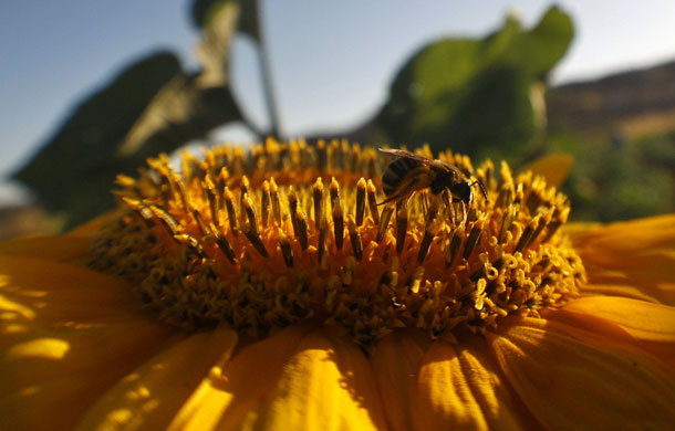 24 hours in pictures: Ramallah, West Bank: A bee gathers pollen from a sunflower in a field 