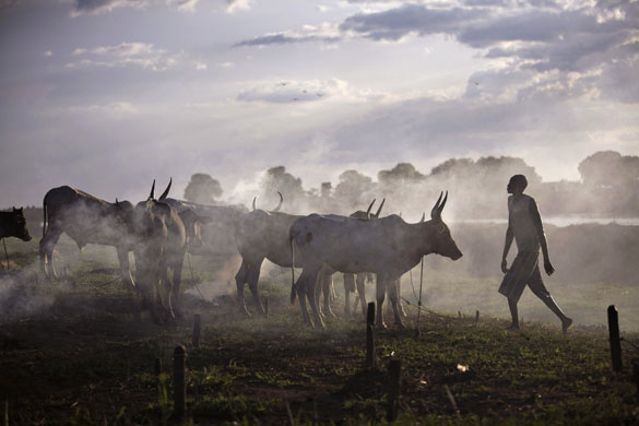 24 hours in pictures: Nasir, Sudan: Cattle belonging to the Nuer tribe