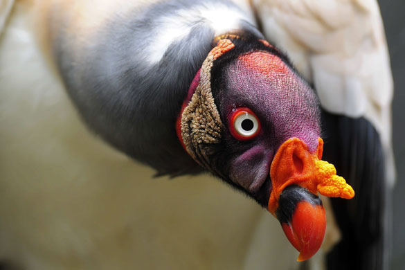 24 hours in pictures: Managua, Nicaragua: A King Vulture (Sarcoramphus papa) at the National Zoo