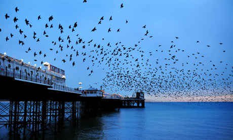 A murmuration of starlings over Brighton Pier at sunset