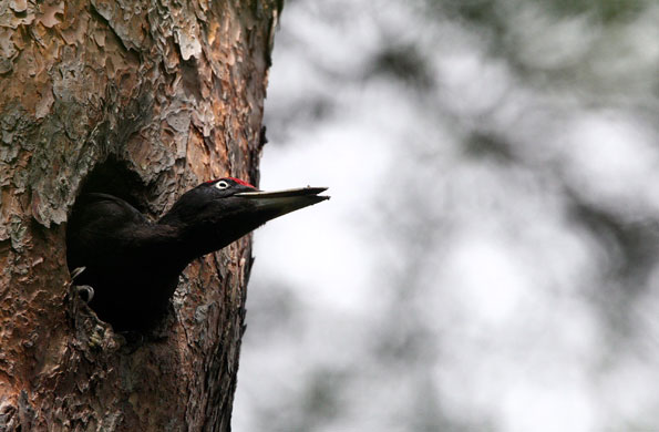 22 June 2009: : Wonju City, South Korea: A black woodpecker on Chiak mountain