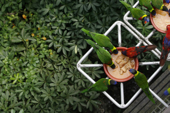 22 June 2009: : Singapore: Lories feed at the Singapore Bird Park