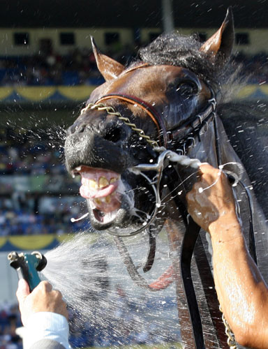 24sport: 'Eye of the Leopard'  is cooled off with a water hose